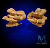 Dragon Claws Sword Holder - Talons of Smaug