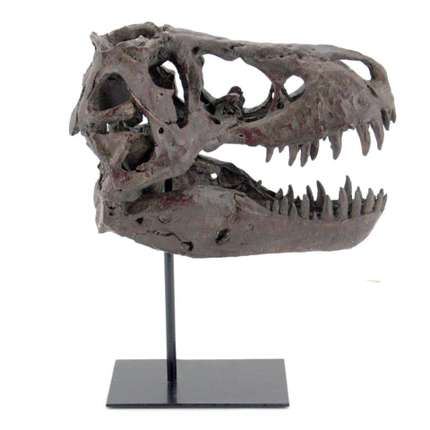 Faux T-Rex Tyrannosaurus Rex Dinosaur Medium Fossil Skull